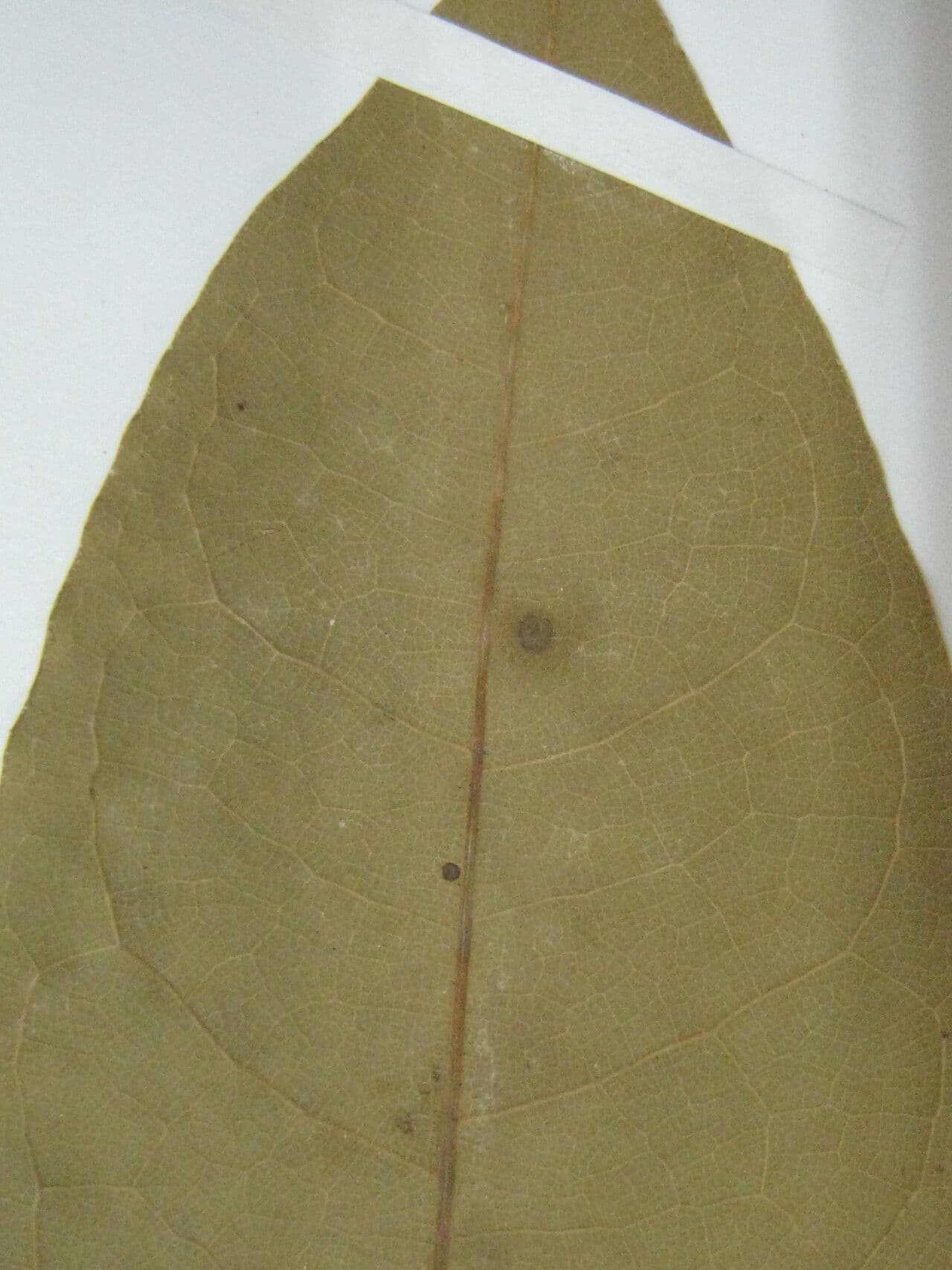 Aniba 8