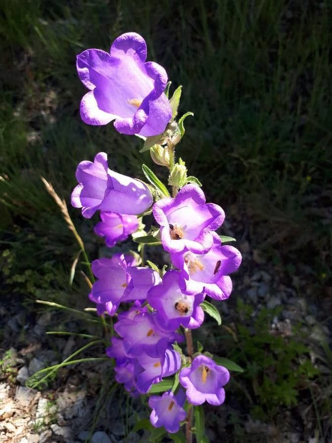 Campanula speciosa 3