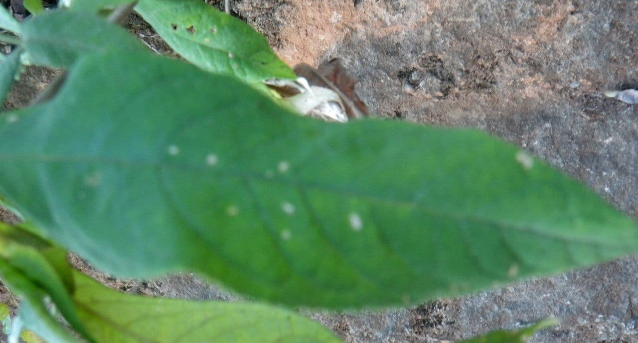 Buddleja asiática 16