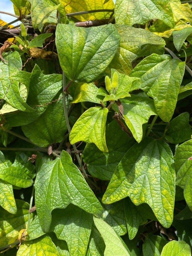 Passiflore 7