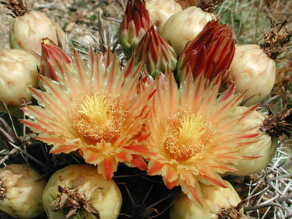 Cactus a botte uncino 9