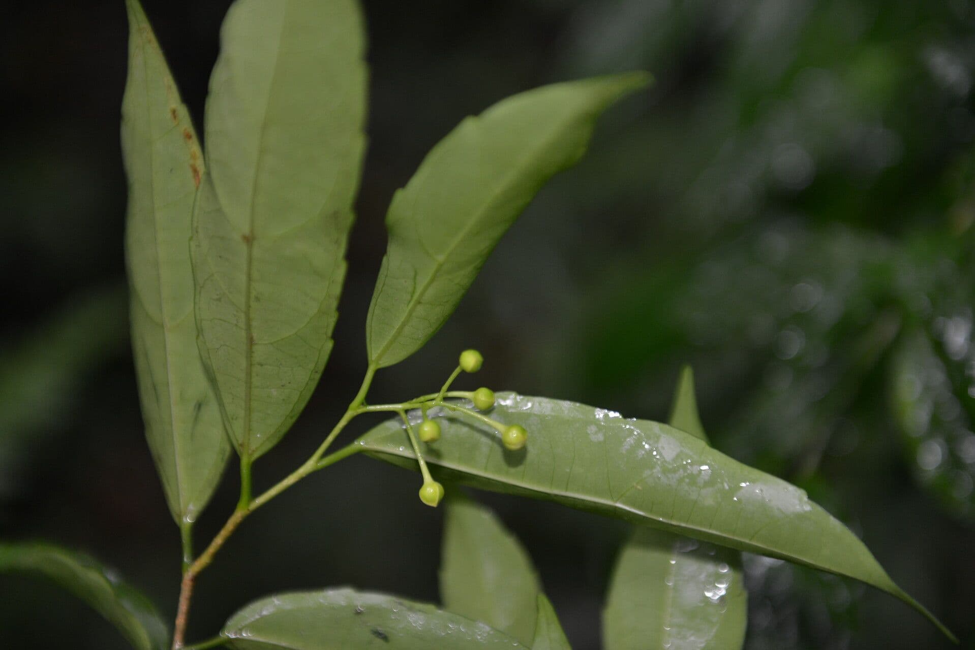 Hasseltiopsis 7