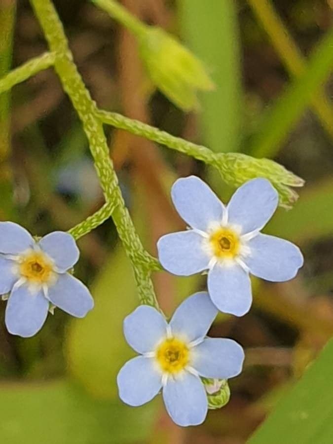 Miosotide lassa 4
