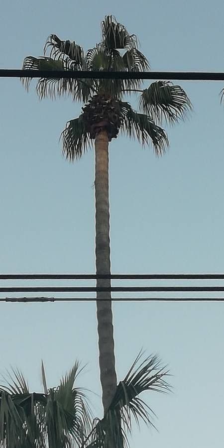 Palma 18