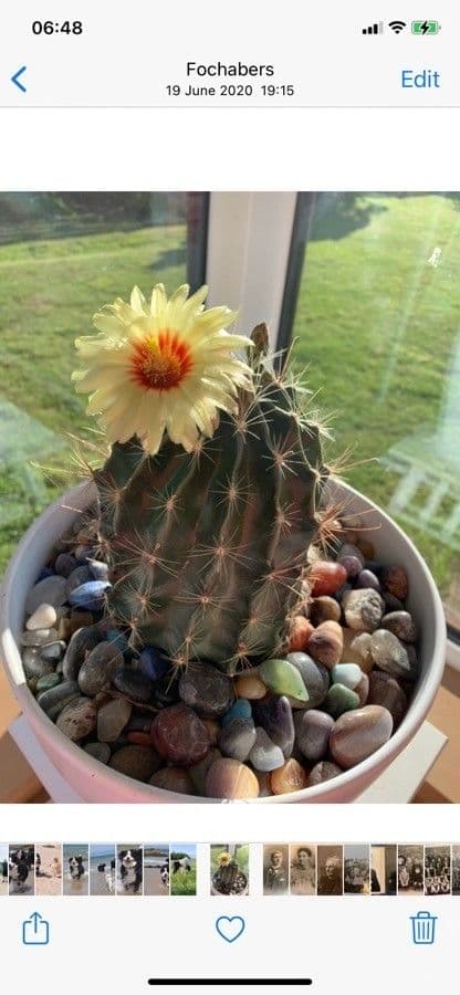 Thelocactus setispinus 3