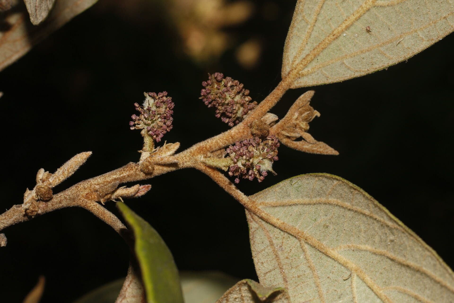 Molinadendron 9