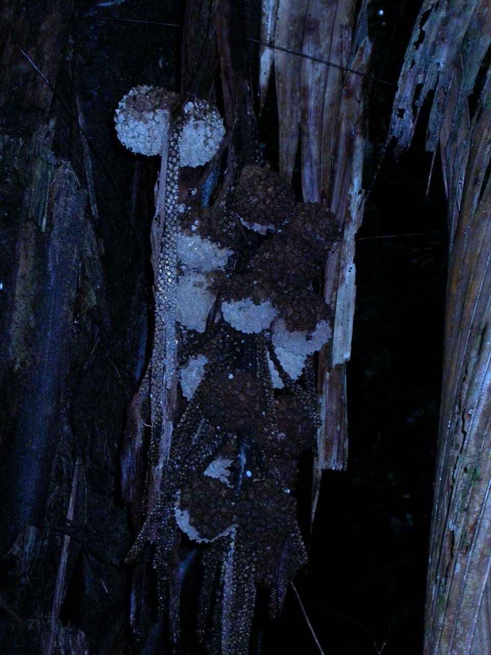 Manicaria saccifera 2