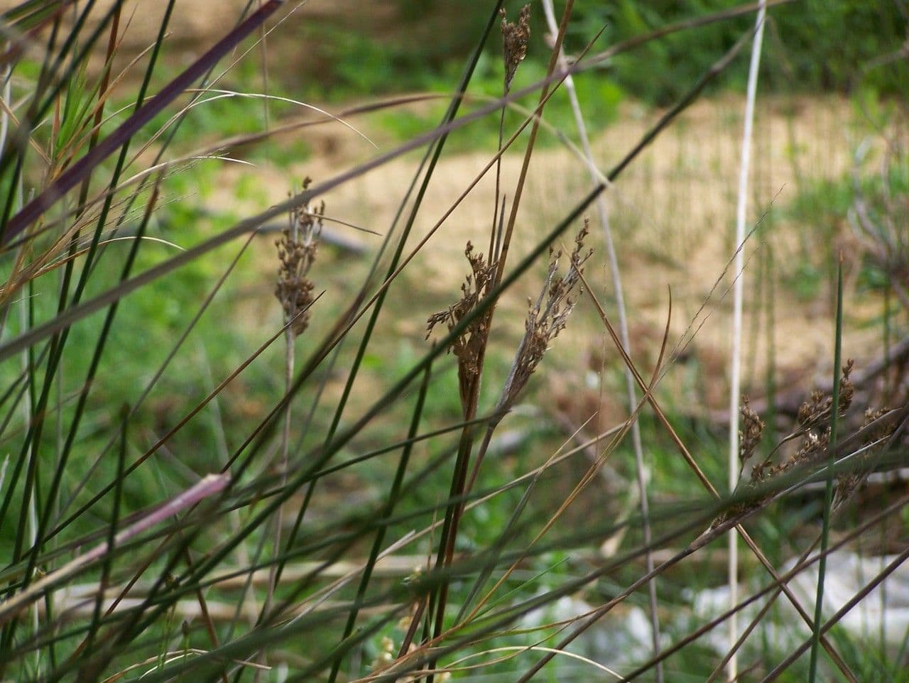 Junco marítimo 11