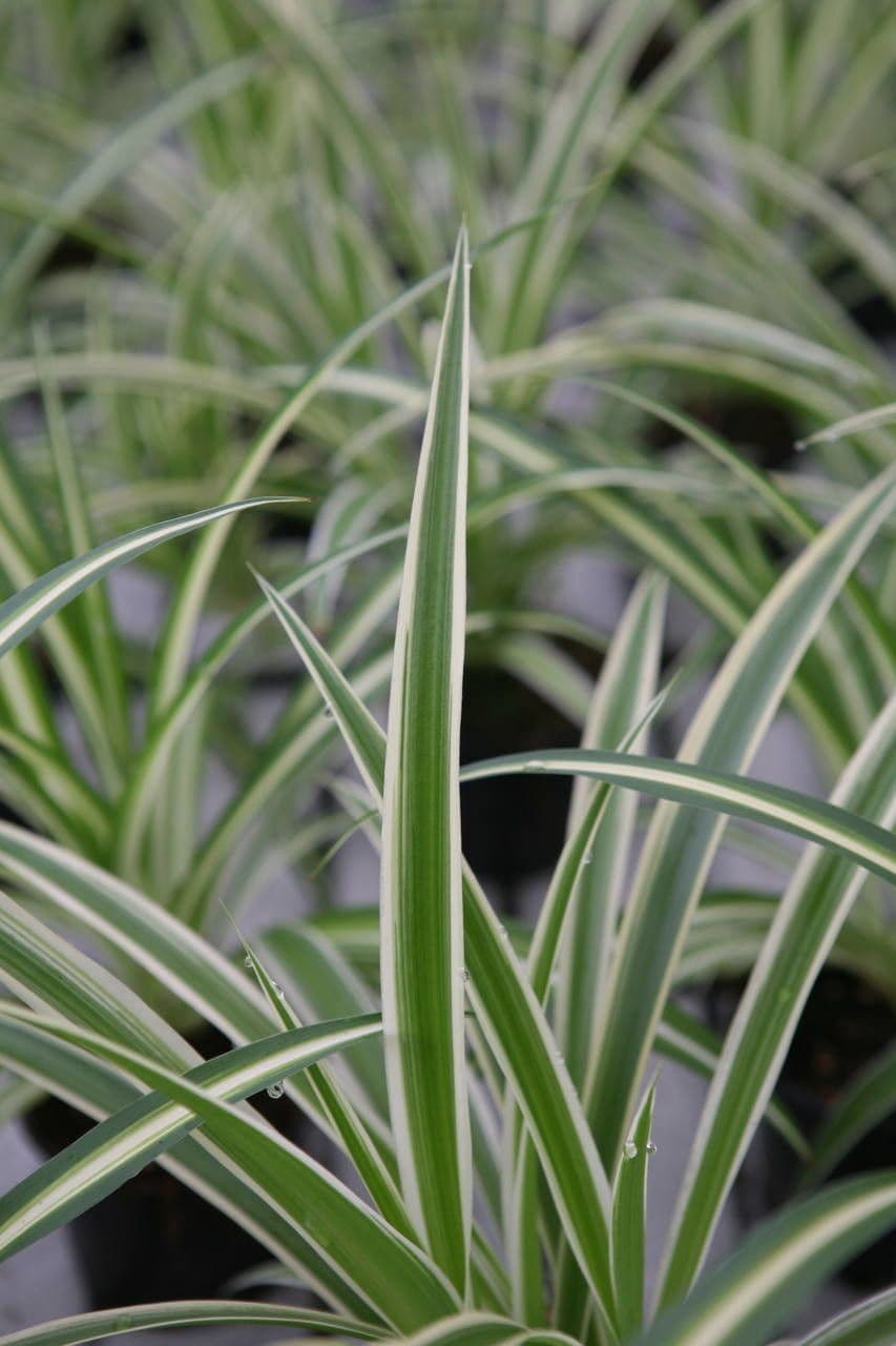 Chlorophytum 20