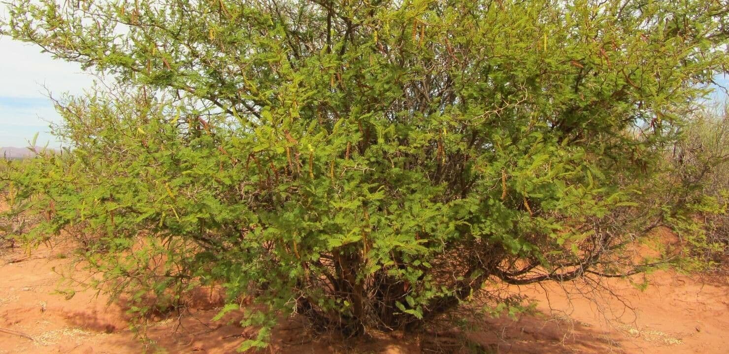 Espinillo tusca 9