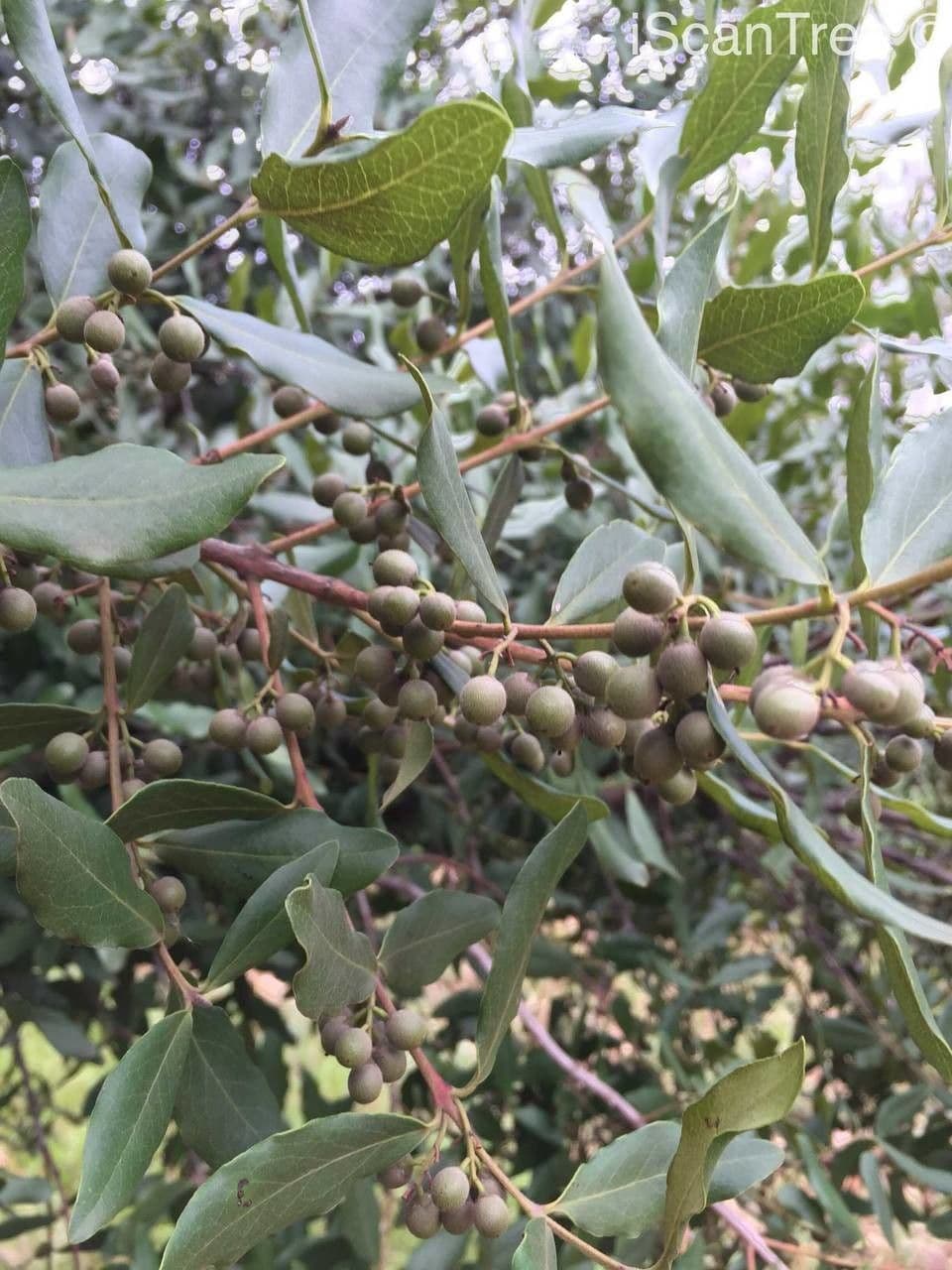 Euclea crépu 4