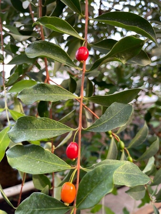 Eugenia punicifolia 2