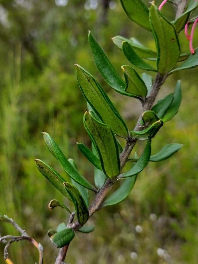 Grevillea 6
