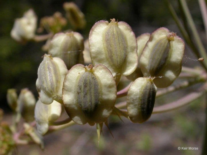 Lomatium
