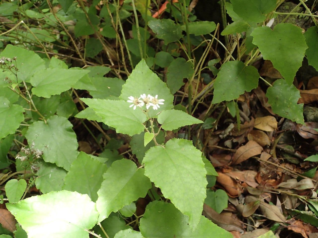 Pericallis 4