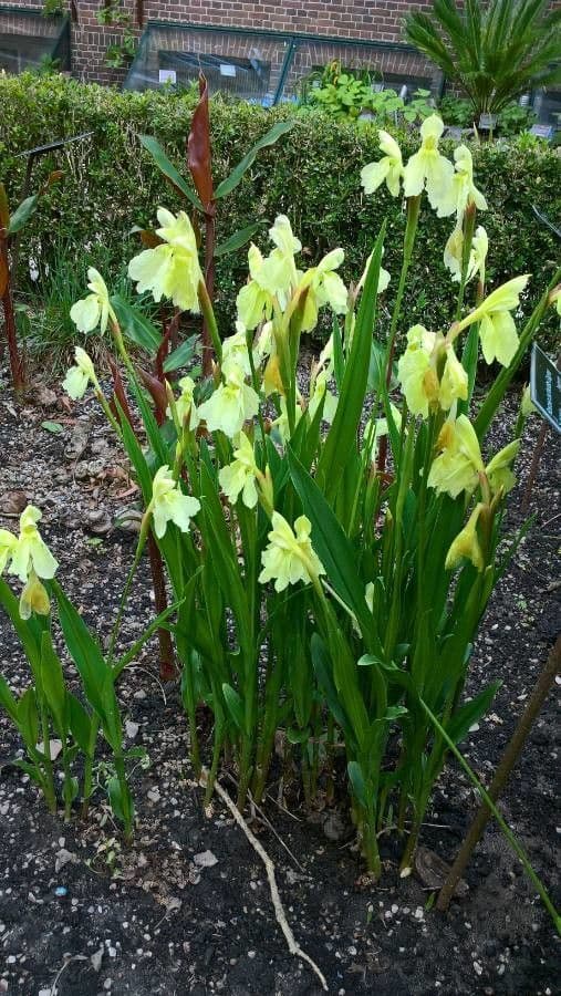 Roscoea