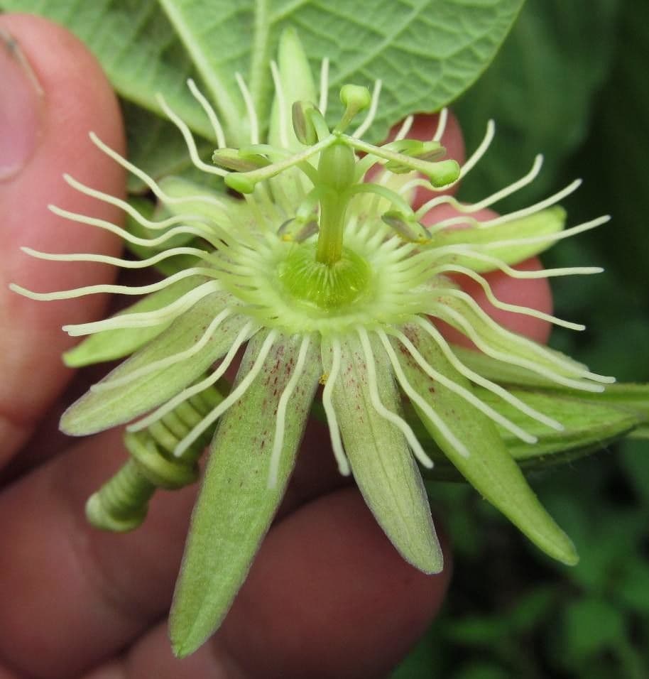 Passiflora 5