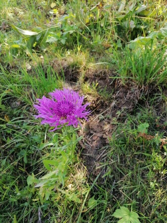 Centaurea nervée 9