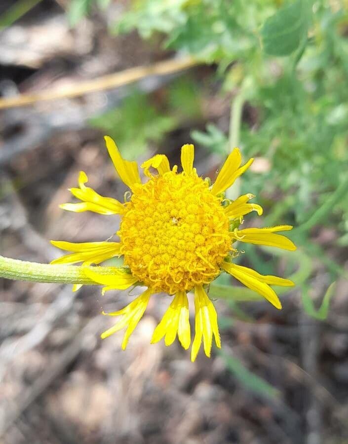 Gaillardie 3