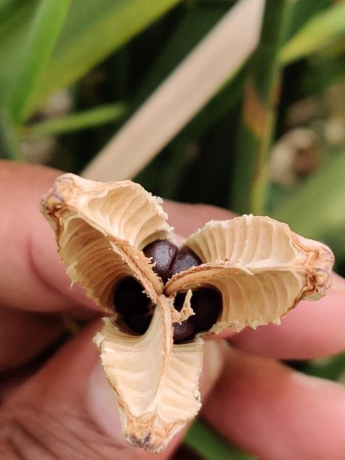 Iris selvatico a fiore grande 2