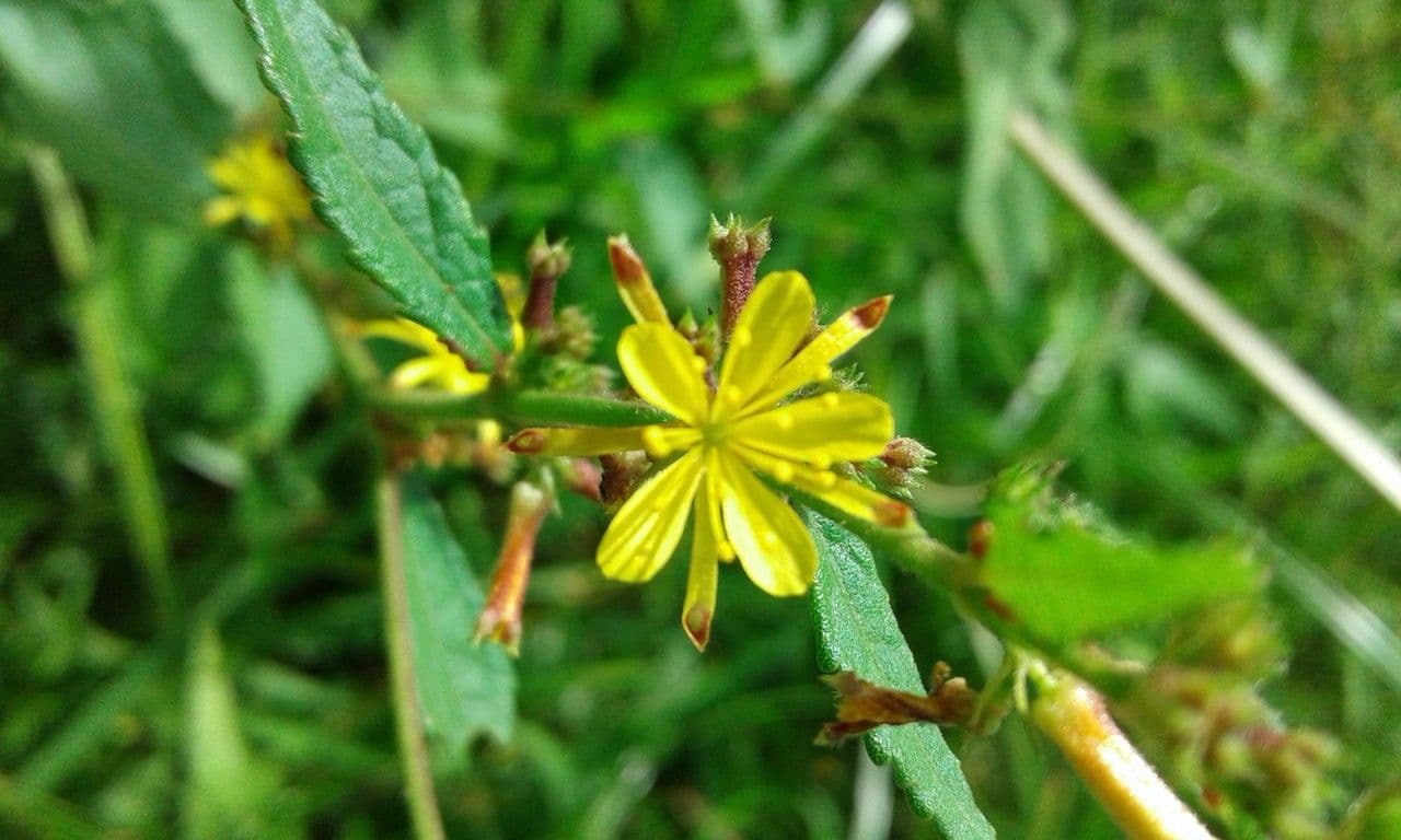 Triumfetta rhomboidea 7