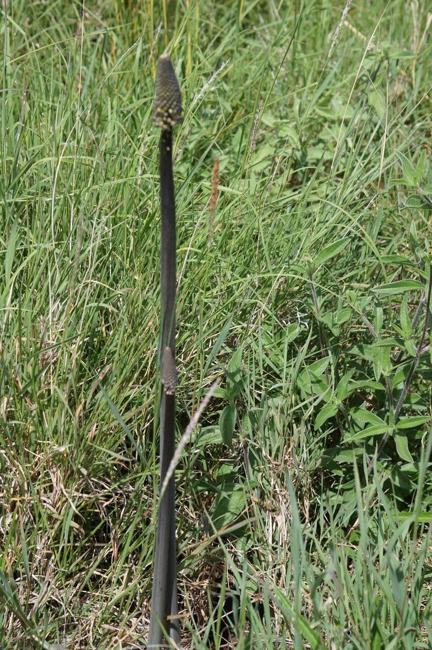 Drimia 11