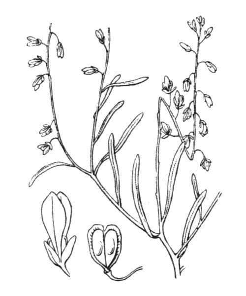 Krochmal 15
