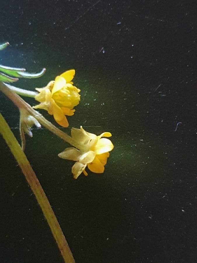 Renoncule multifide 6