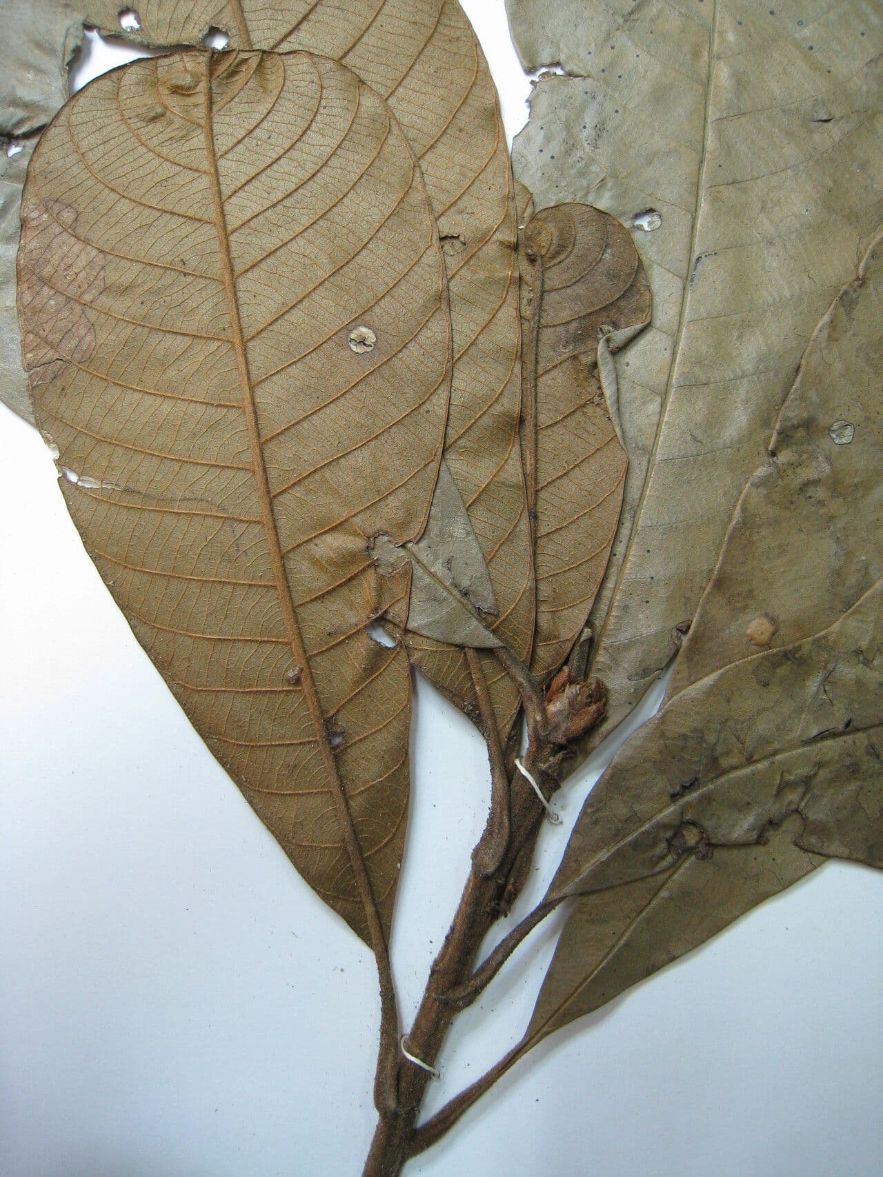 Ecclinusa 11