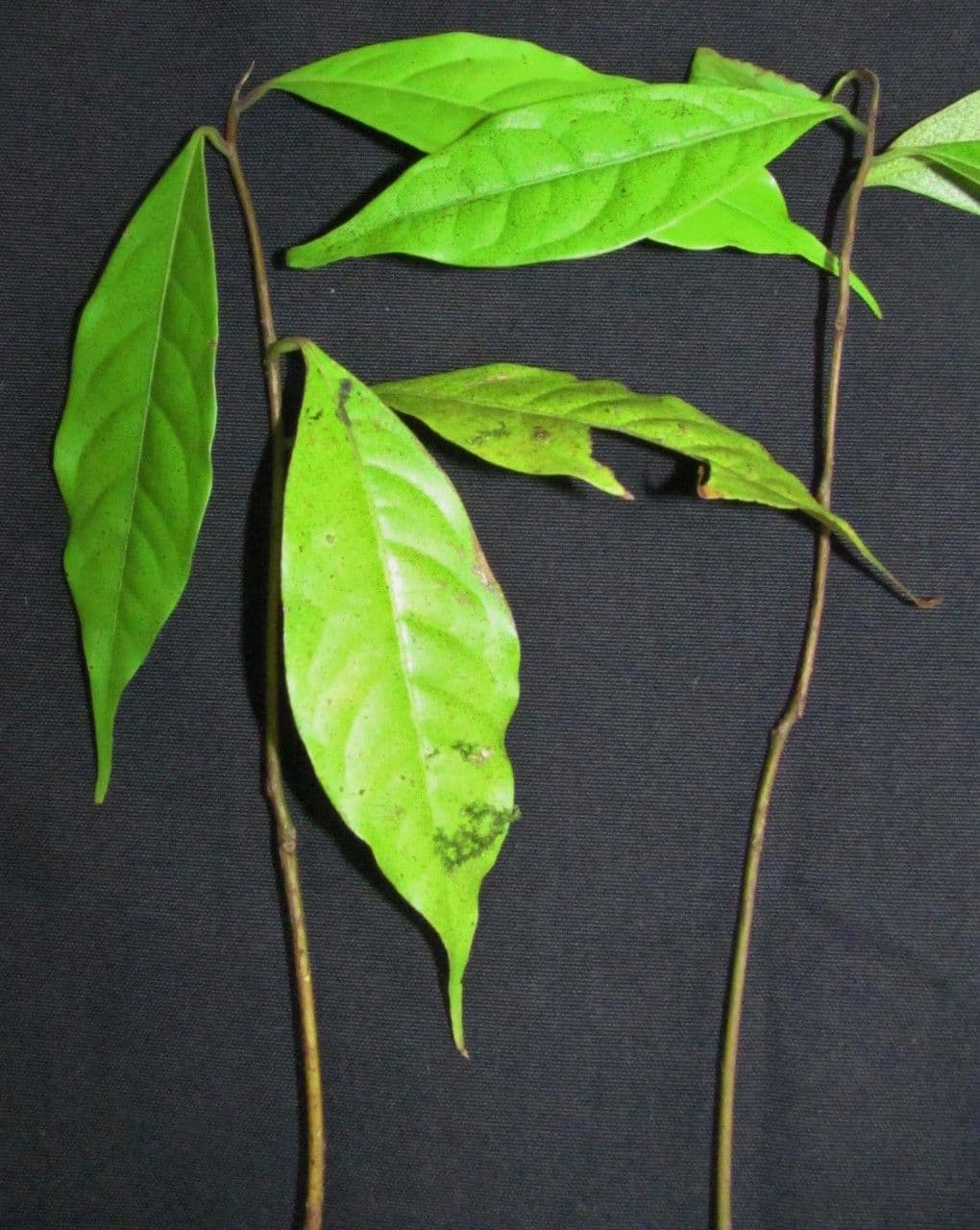 Ocotea 24