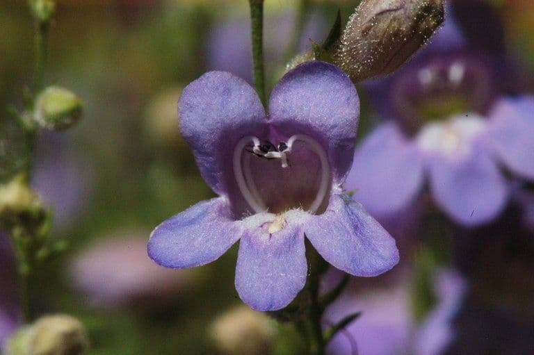 Linaria-like Penstemon 3