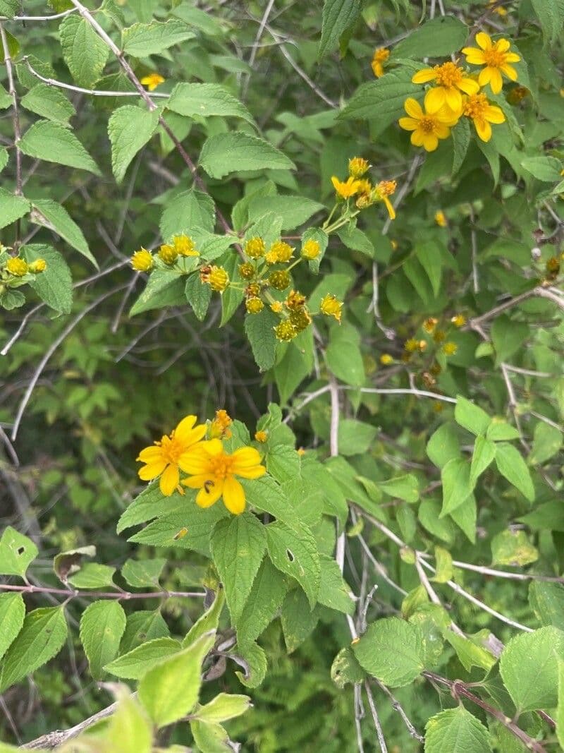 Calea urticifolia