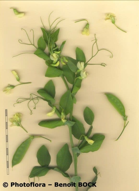 Vesce d'Ochrus 24