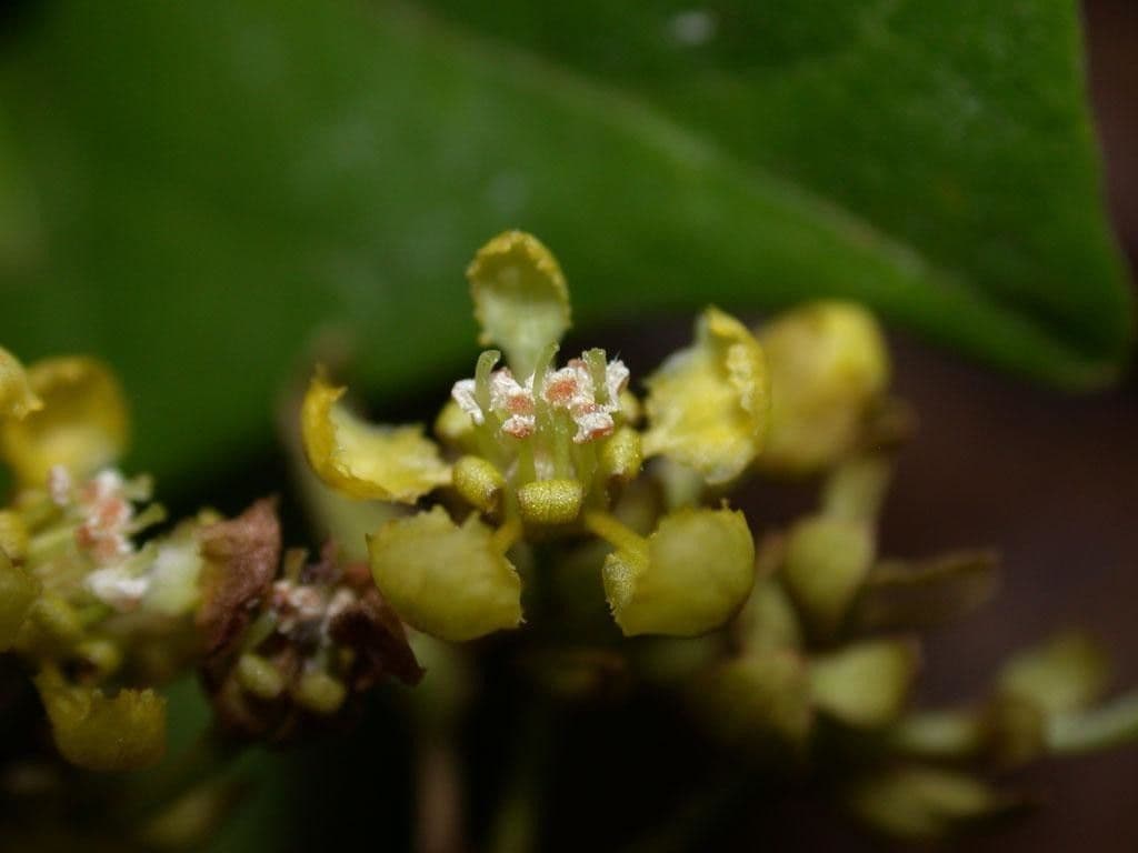 Jubelina