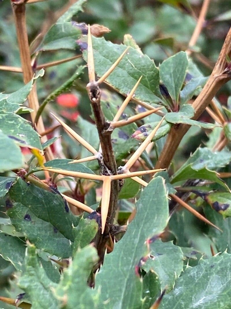Berberitze 26