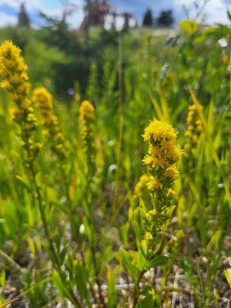 Solidago semplice