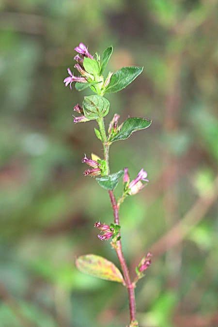 Cuphea strigulosa 6