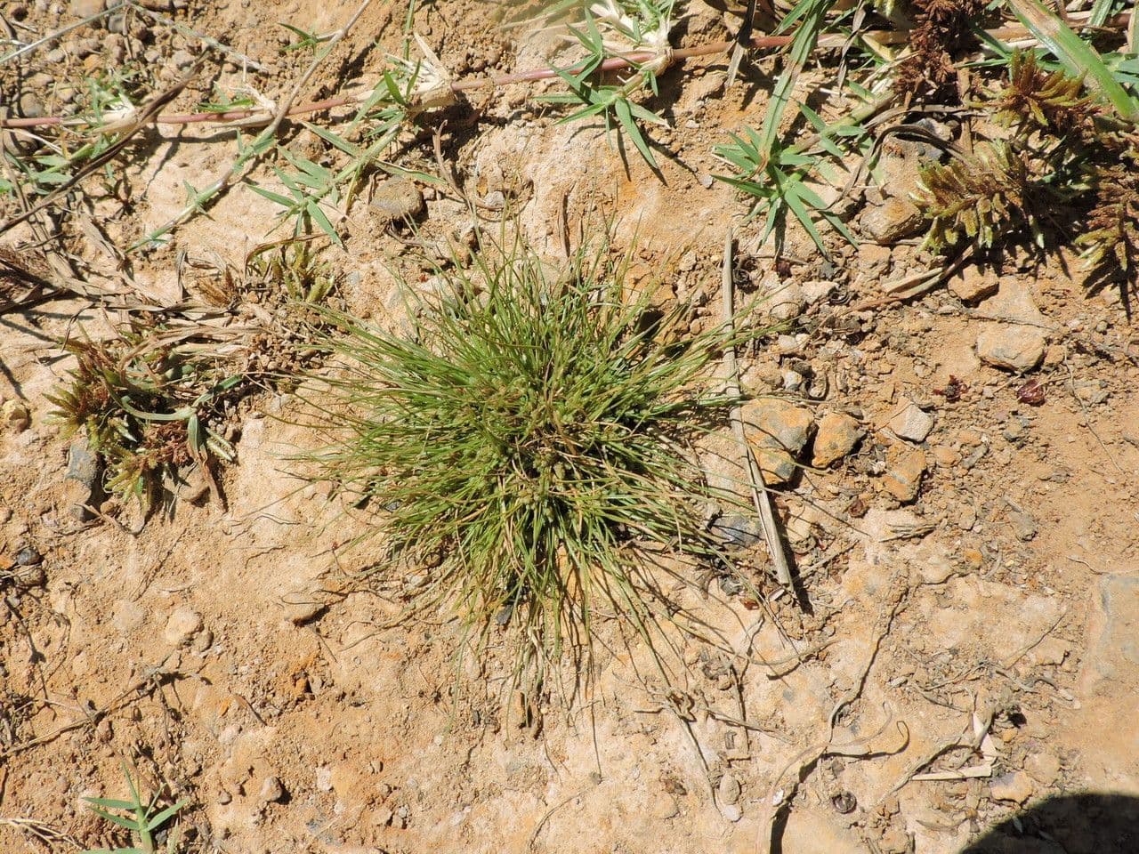 Fimbristylis 3