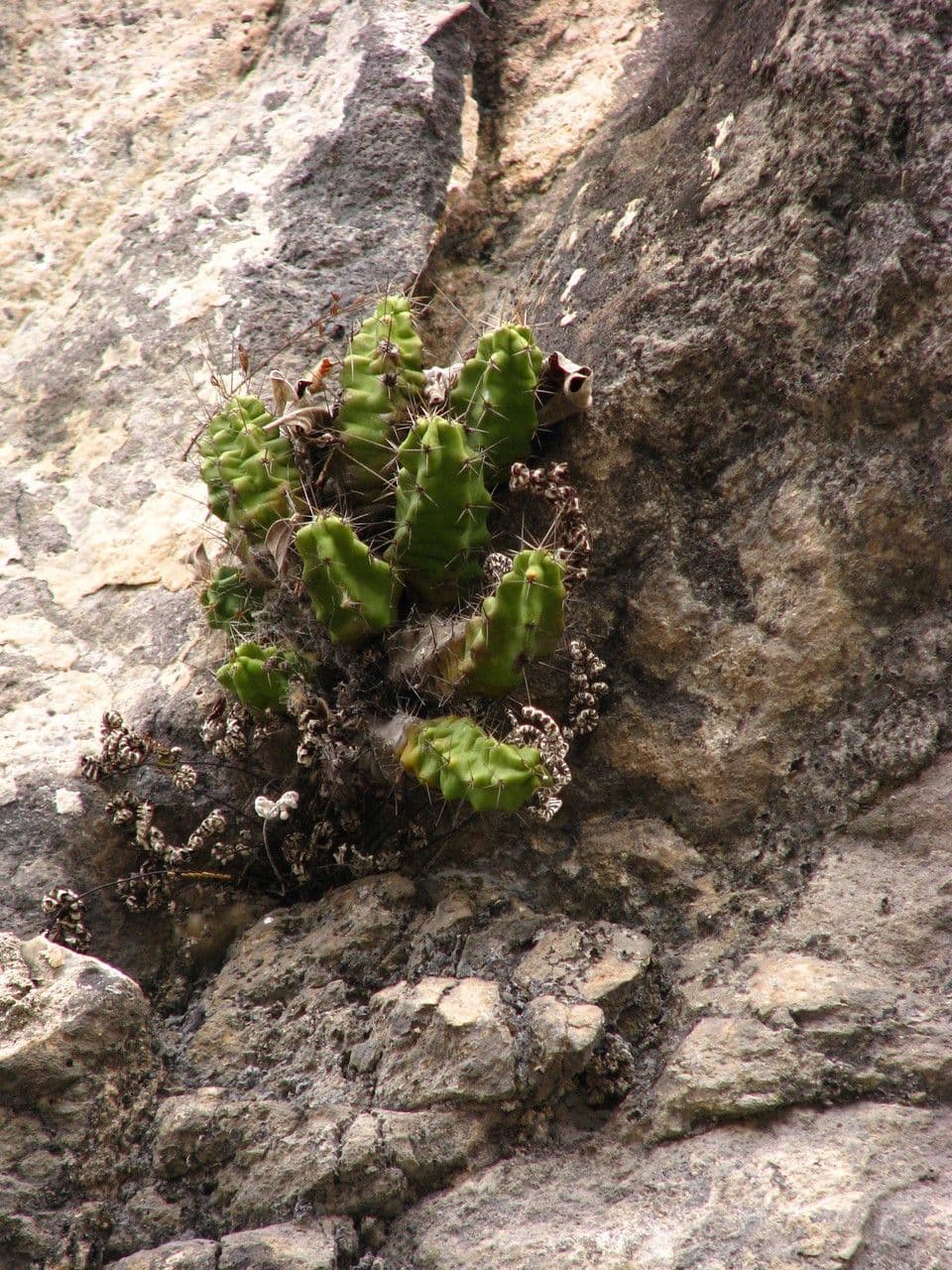 Cactus a cinque lobi 9