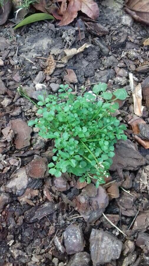 Cardamine flexueuse 15