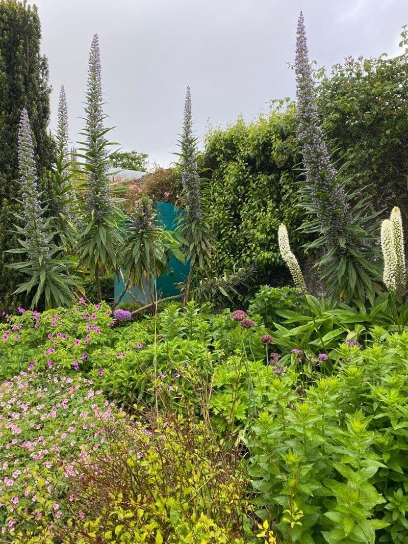 Echium di Wildpret 13