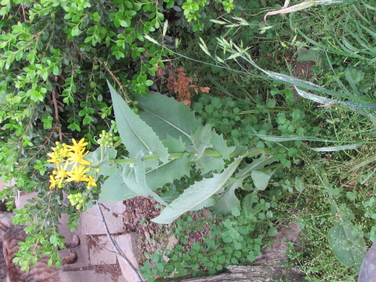 Senecio 8