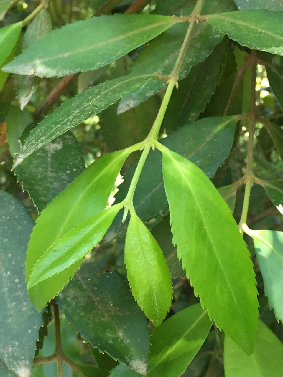 Tepa 17