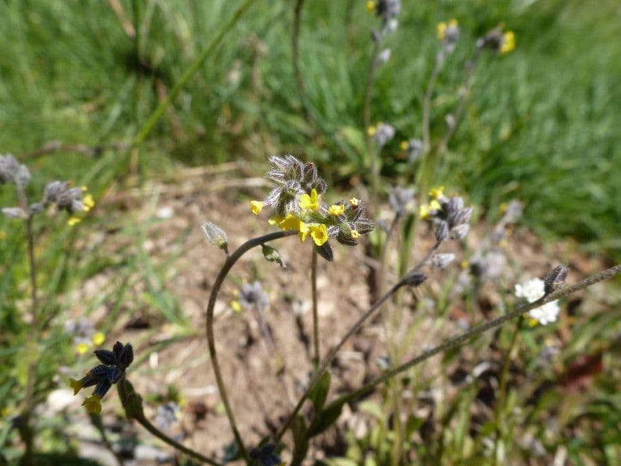 Myosotis