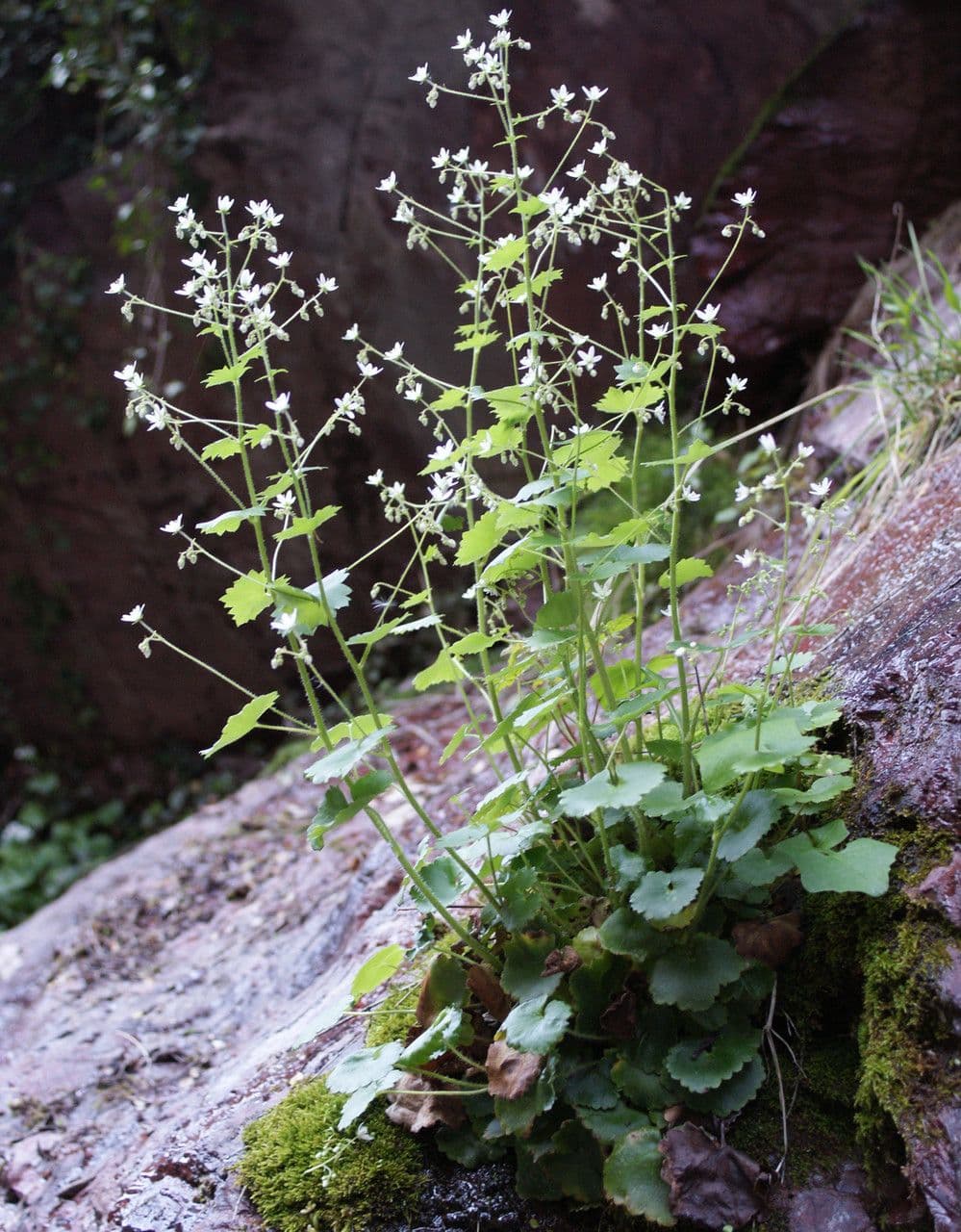 Rundblättriger Steinbrech 11