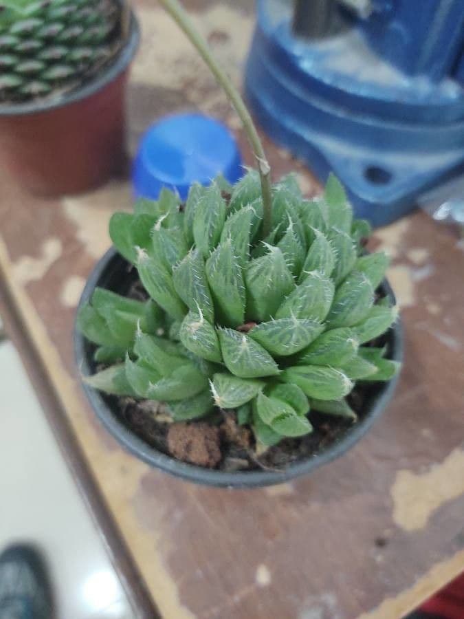 Haworthia 24