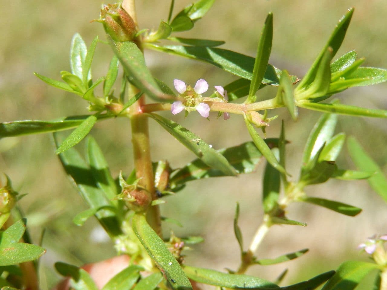 Niedrige Rotala