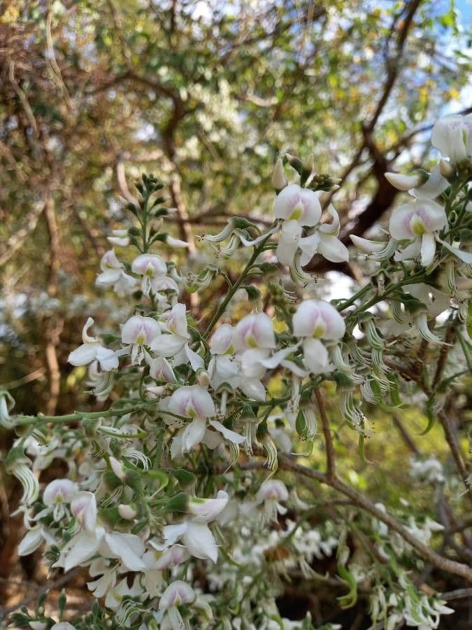 Myrospermum 2