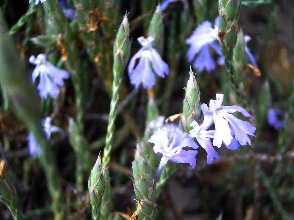 Scaglia viola 2