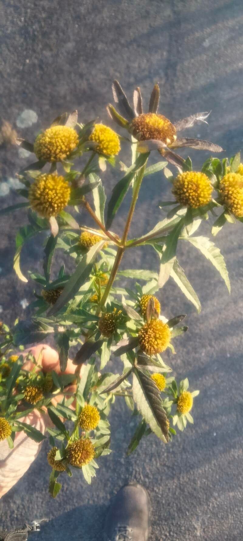 Bidens radiata 19